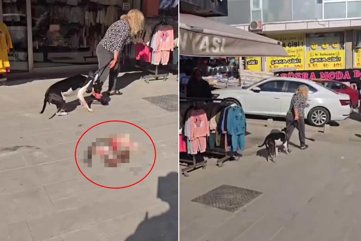 Esenyurt'ta ağızlıksız Pitbull kediyi parçaladı, sahibine 95 bin TL ceza kesildi