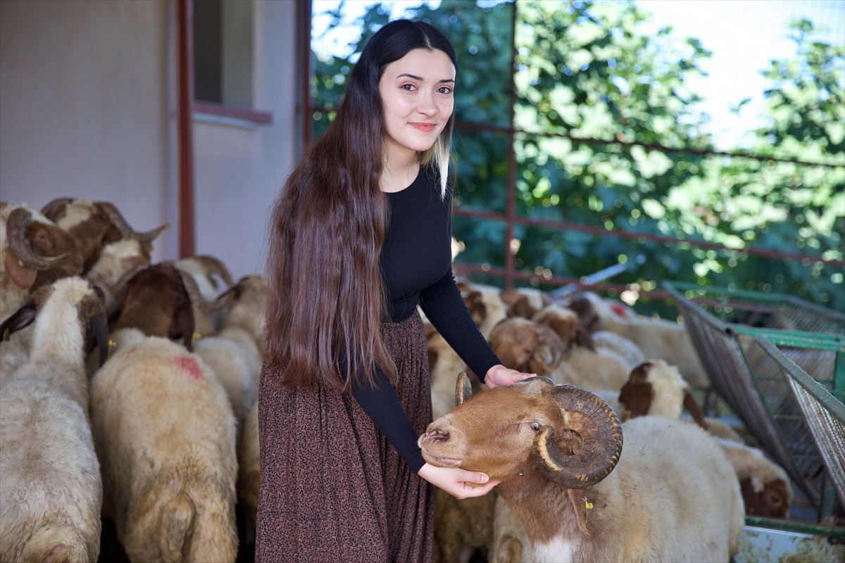 Osmaniyeli genç çiftçi Fatma İlçe, devlet desteğiyle 100 koyun aldı