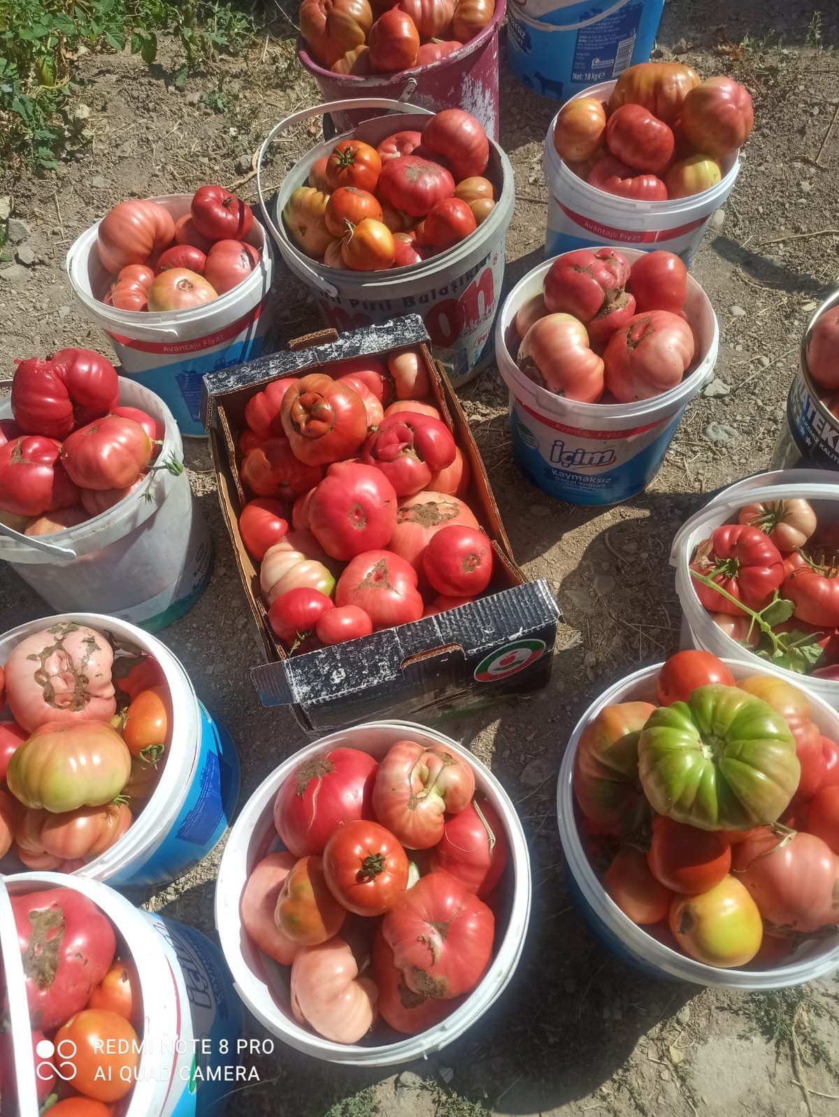 Elazığ'da ata tohum domatesler doğal aromasıyla sofralarda tercih ediliyor