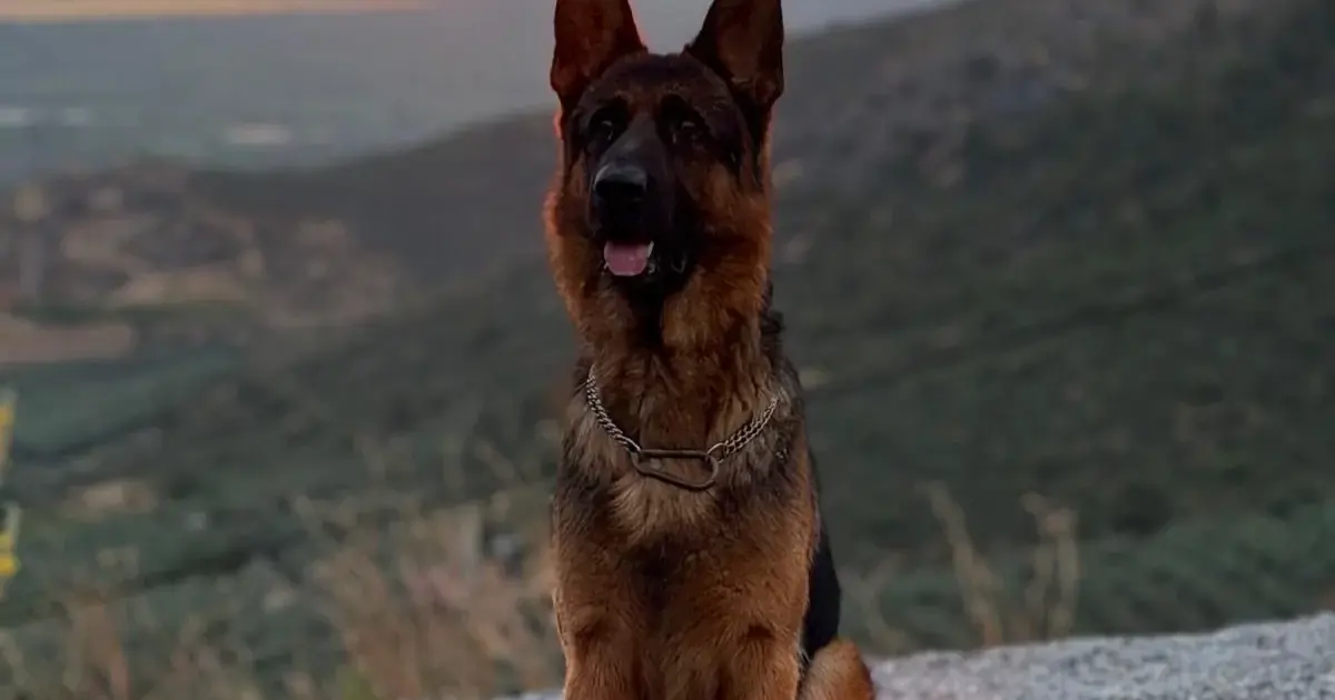 Bursa’da kayıp köpek alarmı! Bulana ödül verilecek