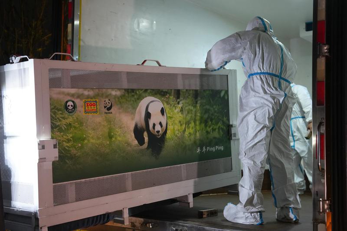 Pingping ve Fushuang, Chengdu'dan Atlanta Hayvanat Bahçesi'ne uçakla yola çıktı