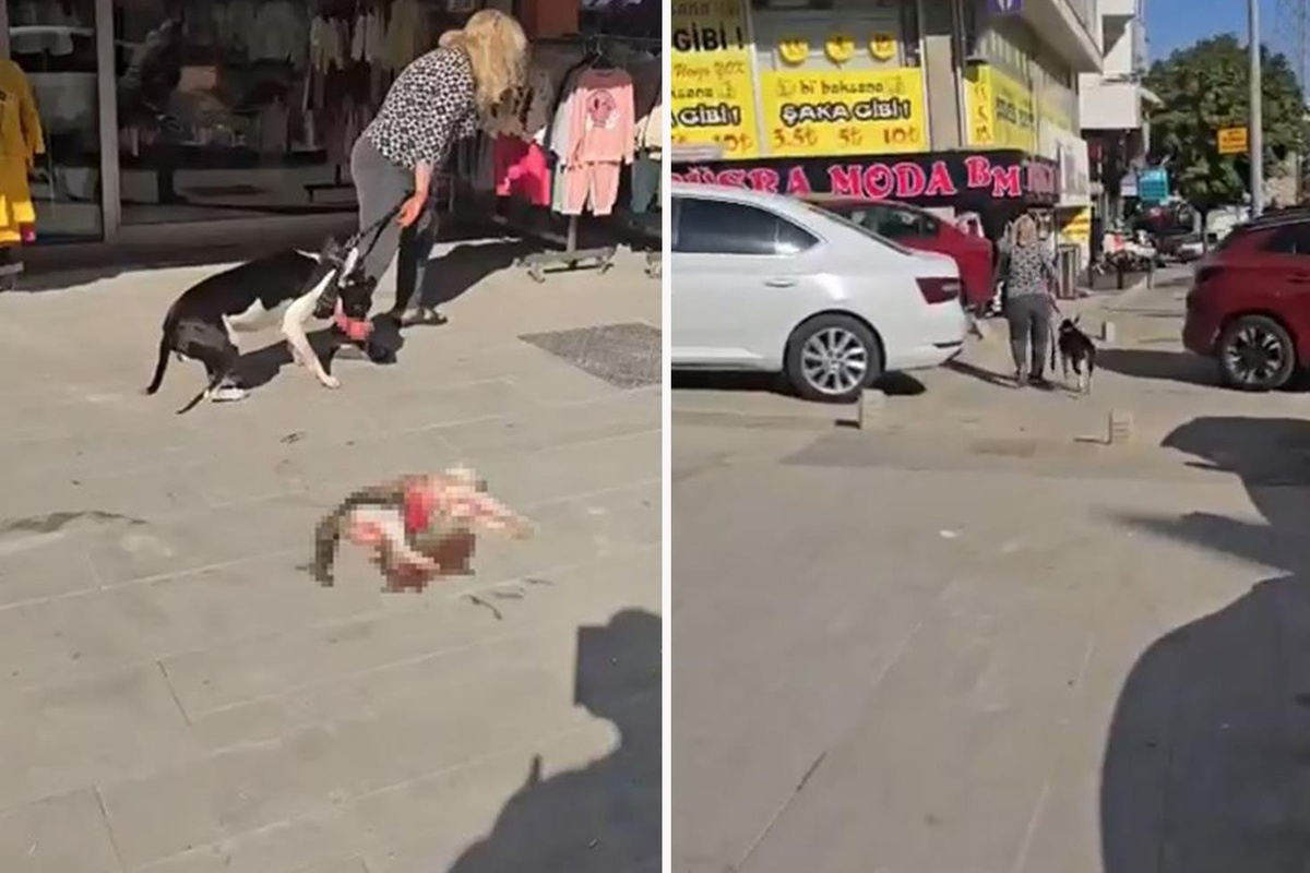Esenyurt'ta ağızlıksız gezdirilen yasaklı ırk köpek sokak kedisini öldürdü