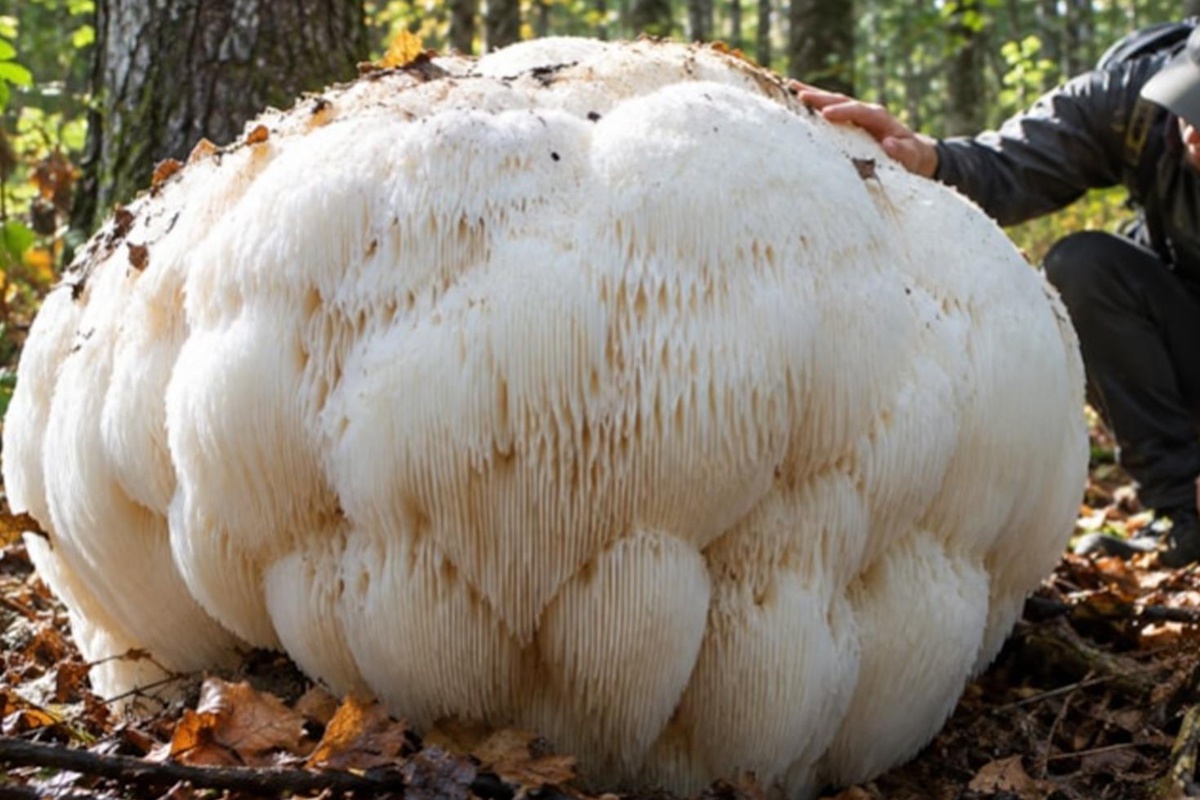 Ormanın derinliklerinde dev mantar keşfedildi: Tam 2,2 kilogram