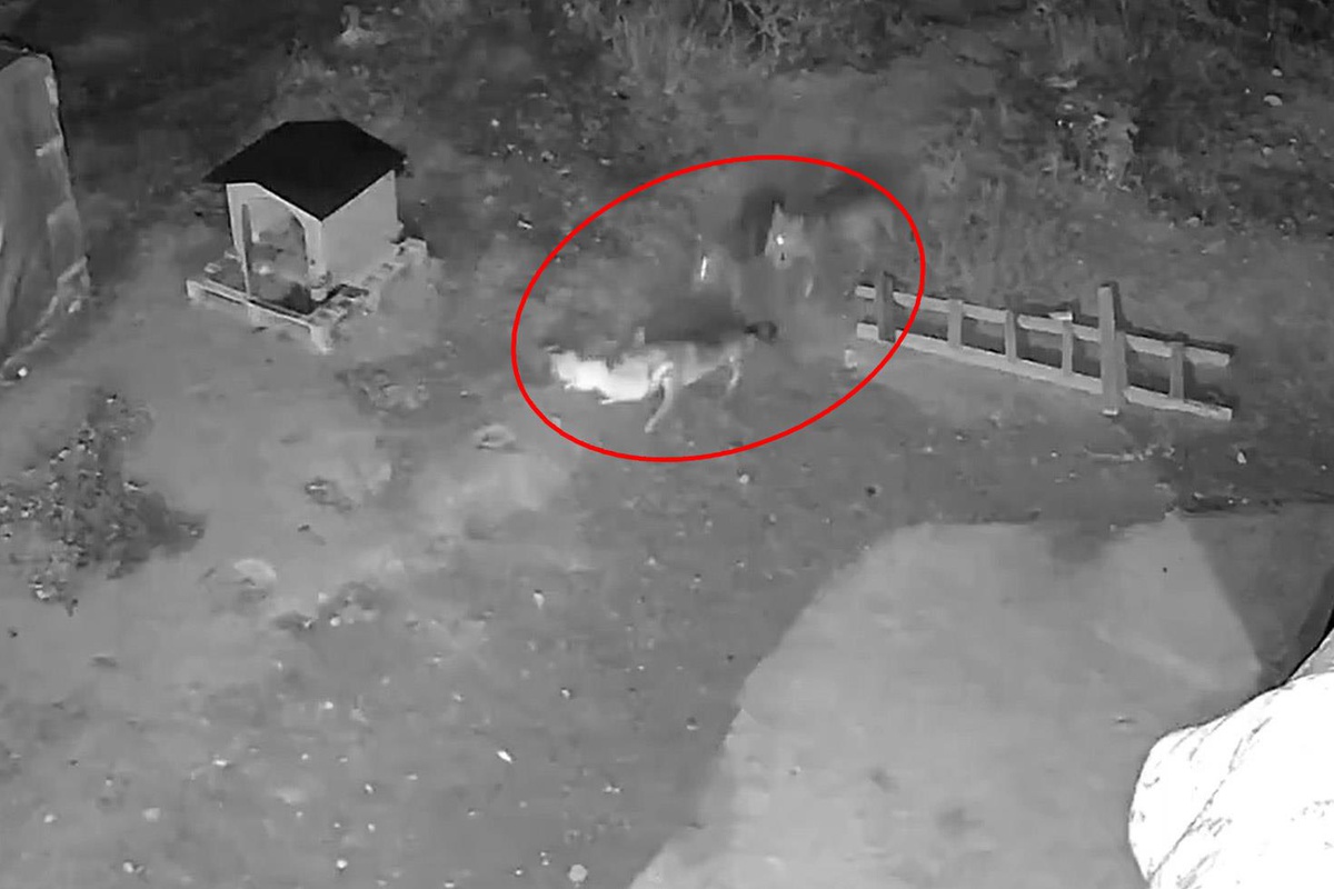 Kamera kaydını izleyen Sivaslı vatandaşı dehşete düşüren görüntü