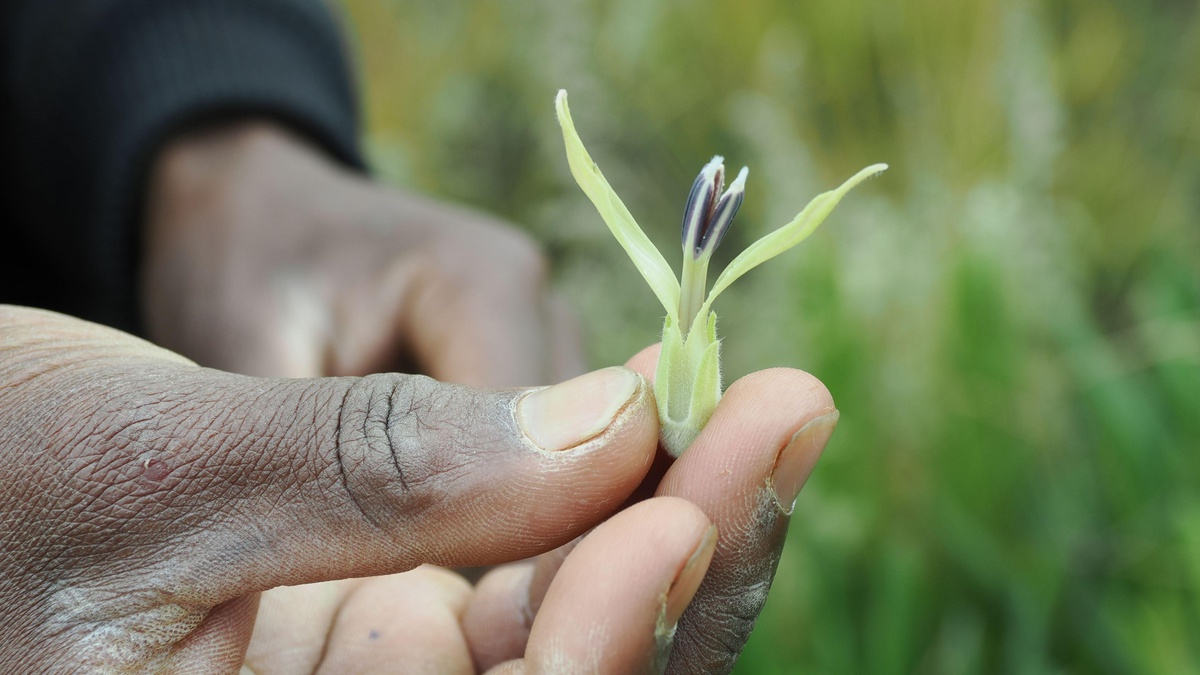 Araştırma, Kenya Elgon Dağı filleri hastalanınca 35 bitki türü kullandığını öne sürüyor