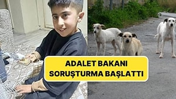 Sokak köpeklerine saldırı olayı.