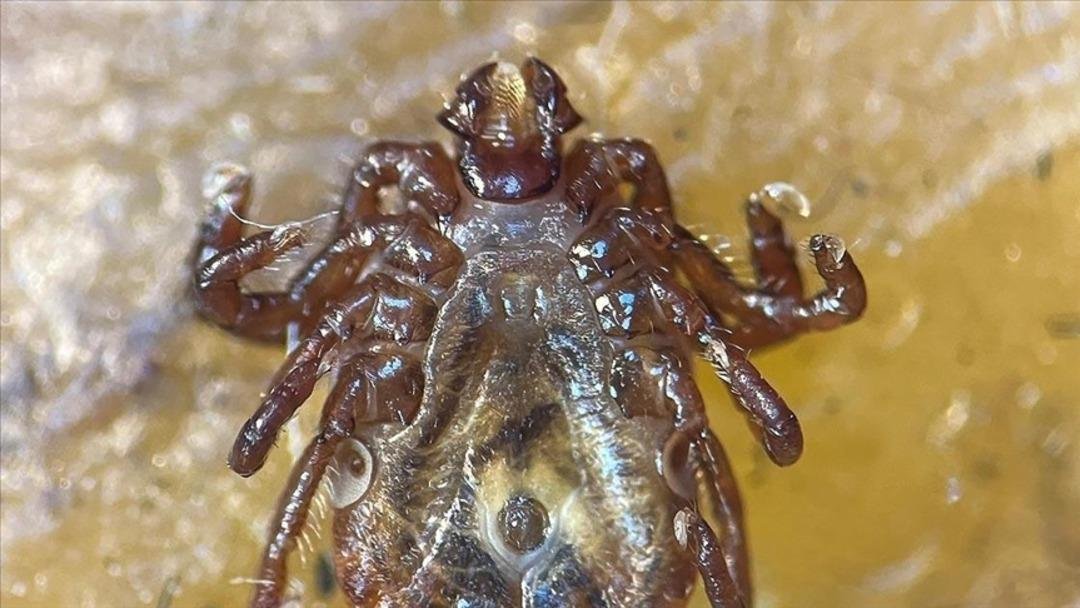 Kene ısırığı vakalarında ciddi artış! 15 gün boyunca kan emerek yaşarlar: 