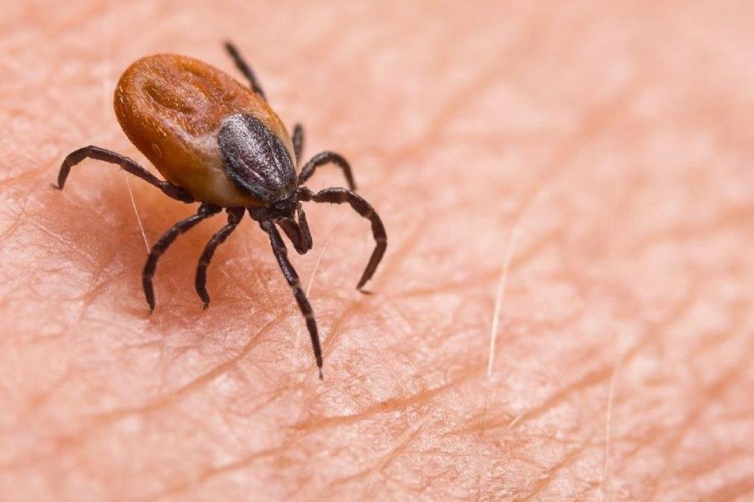 Kene ısırığı vakalarında ciddi artış! 15 gün boyunca kan emerek yaşarlar: 