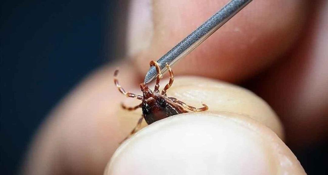 Kene ısırığı vakalarında ciddi artış! 15 gün boyunca kan emerek yaşarlar: 
