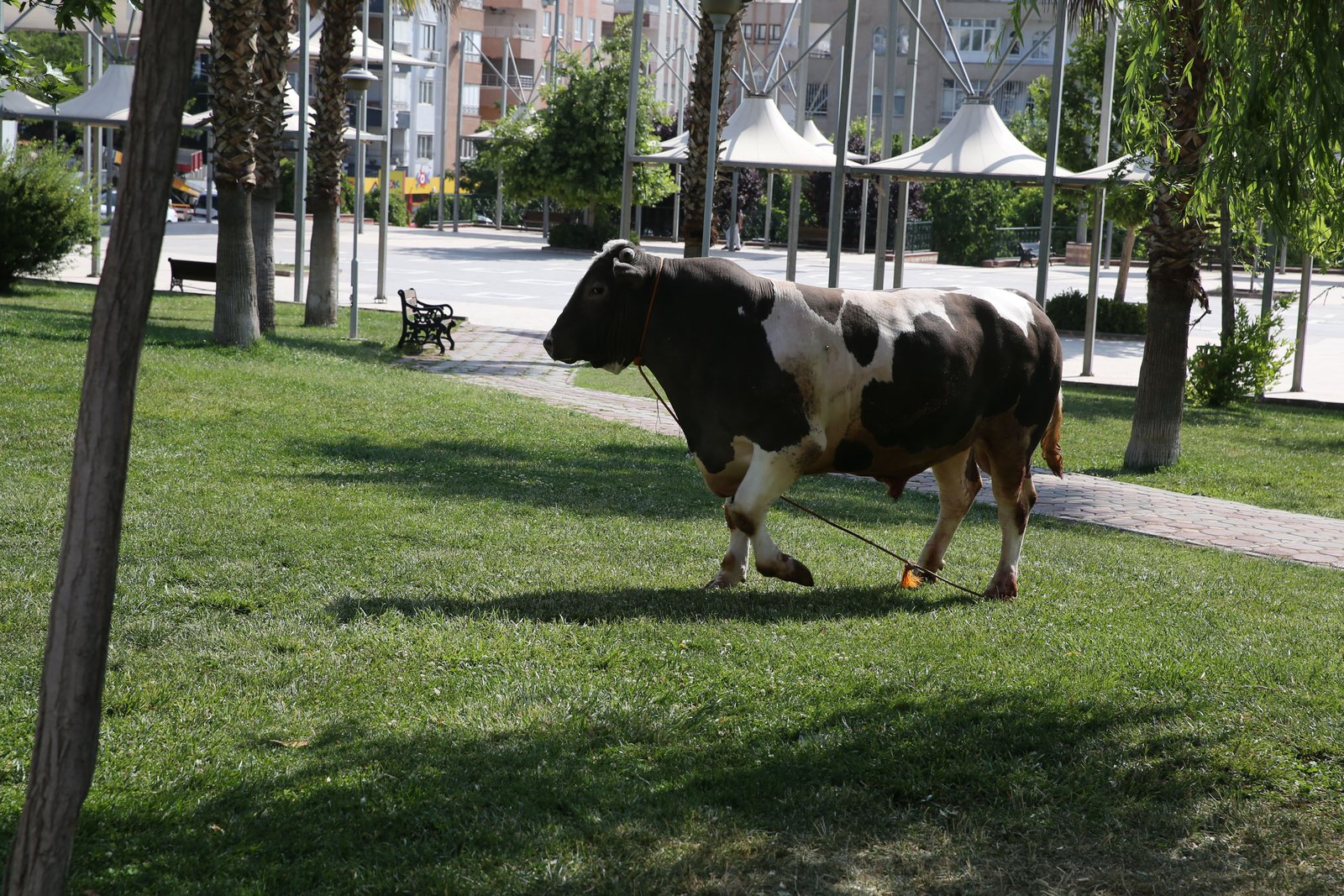 aa-20250606-38201968-38201967-sanliurfada-kacan-kurbanlik-boga-parkta-yakalandi.jpg
