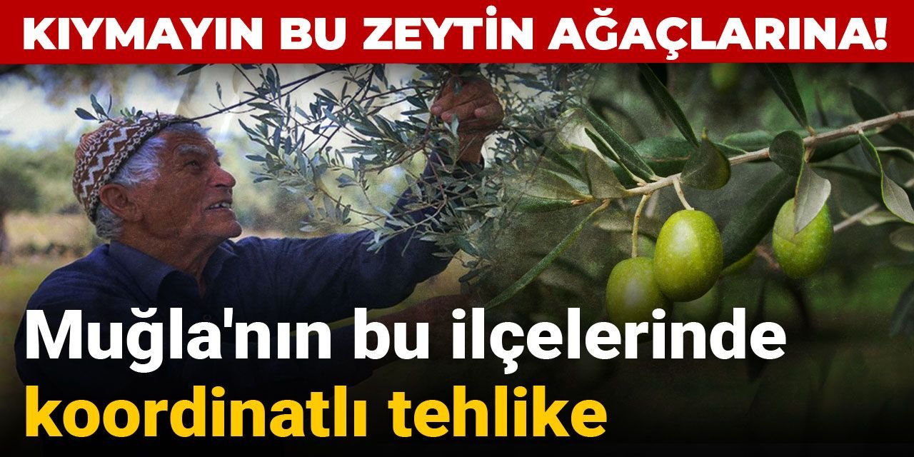 Kıymayın bu zeytin ağaçlarına: Muğla'nın bu ilçelerinde koordinatlı tehlike!