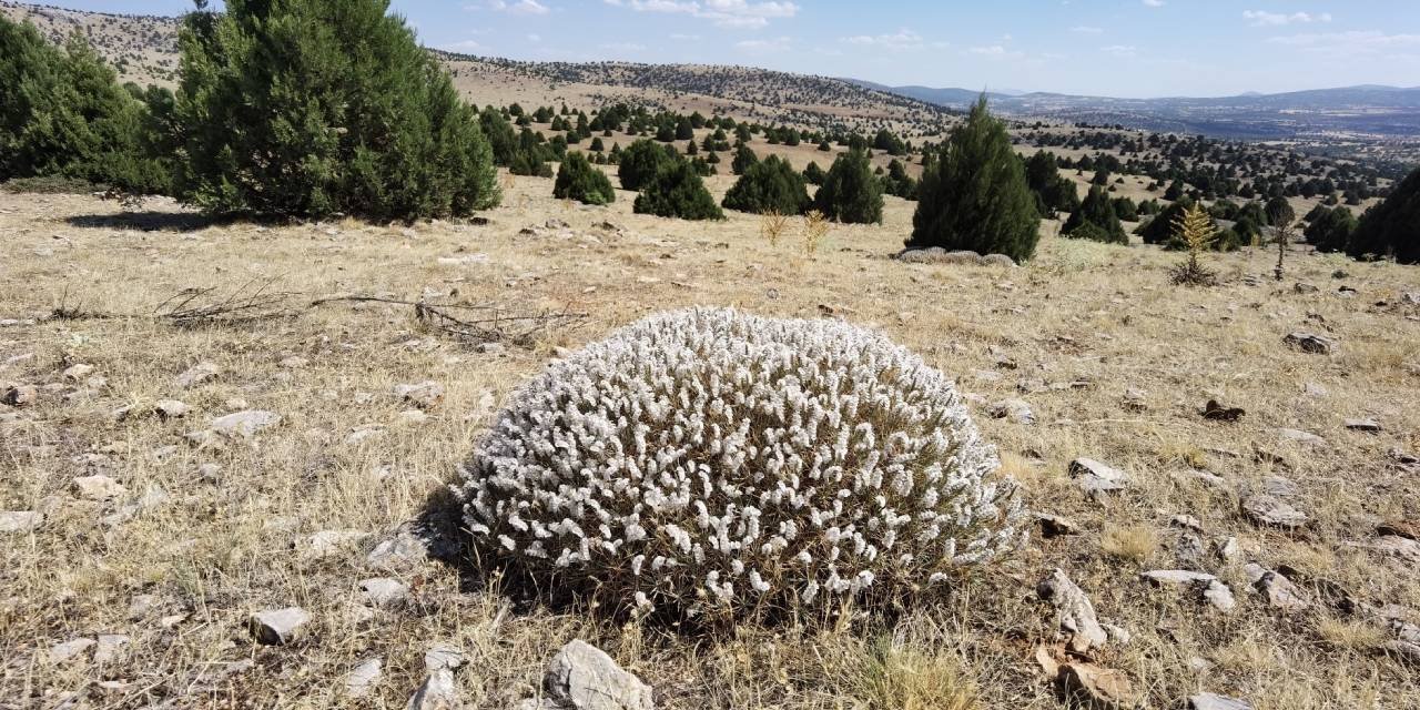 elazigdaki-yanginda-kilolarcasi-yandi-kokunun-kilosu-10-bin-liraya-satiliyor-2.jpg