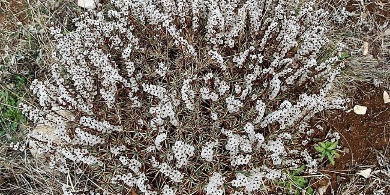 elazigdaki-yanginda-kilolarcasi-yandi-kokunun-kilosu-10-bin-liraya-satiliyor-5.jpg