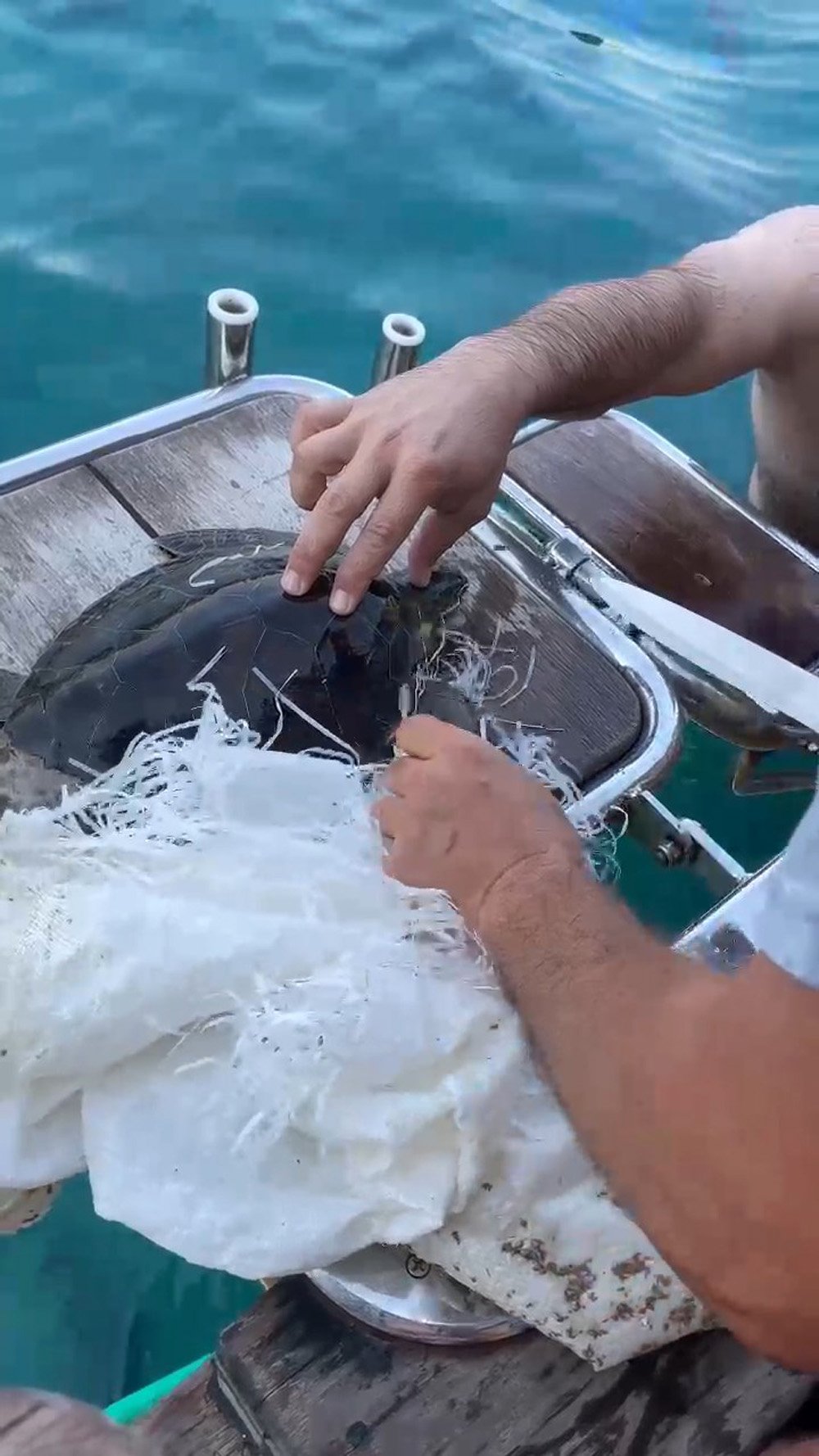 cuvala-dolanan-caretta-carettayi-kurtard-834552-247324.jpg