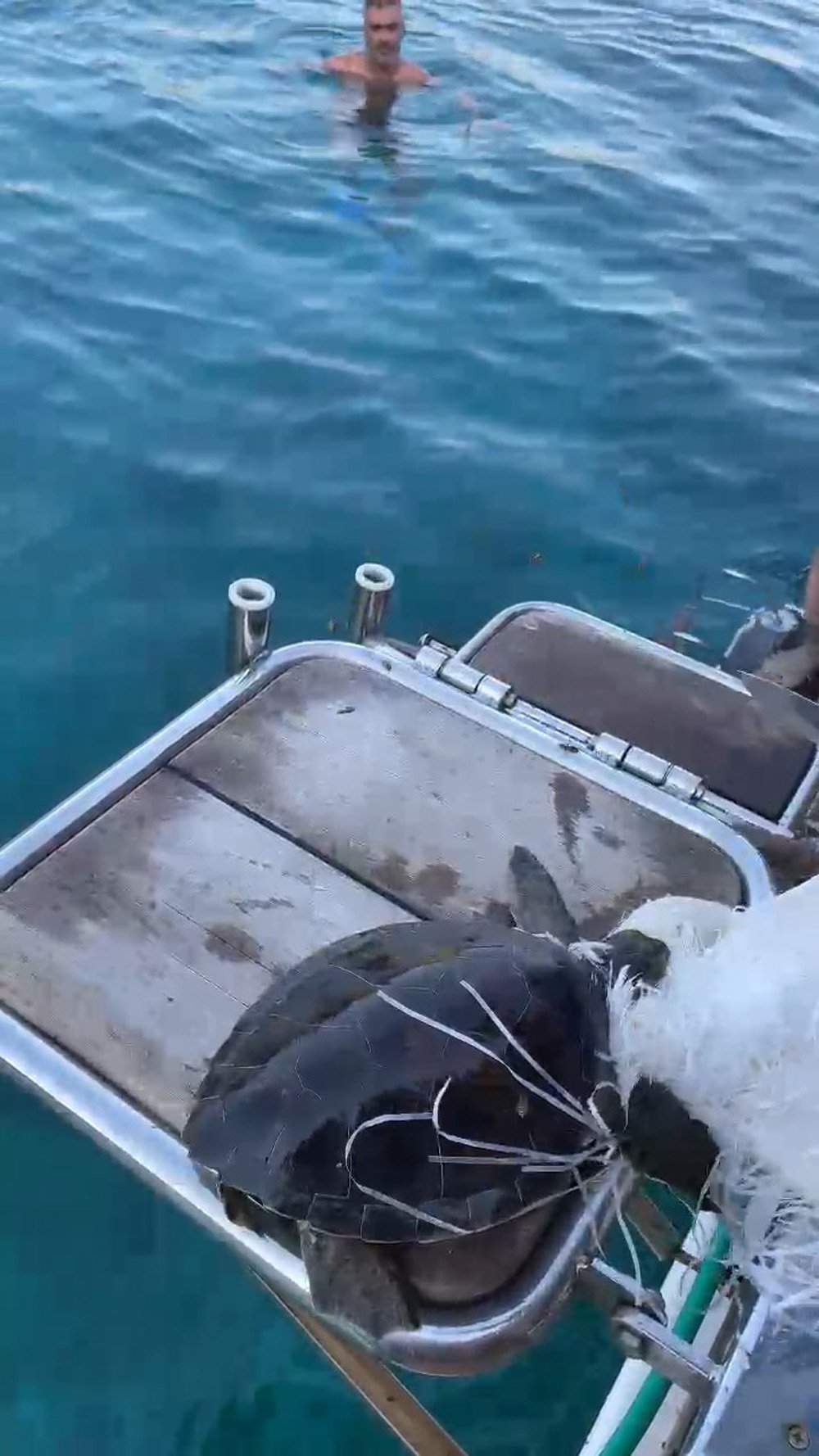 cuvala-dolanan-caretta-carettayi-kurtard-834553-247324.jpg