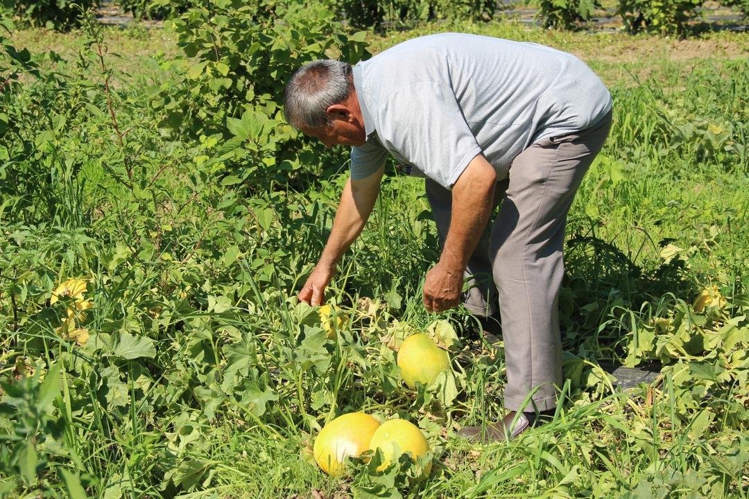 Dışını gören almıyor ama Tadını bilen bırakmaz 40 liradan satılıyor 5