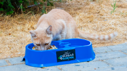 uludag-elektrik-kedi-