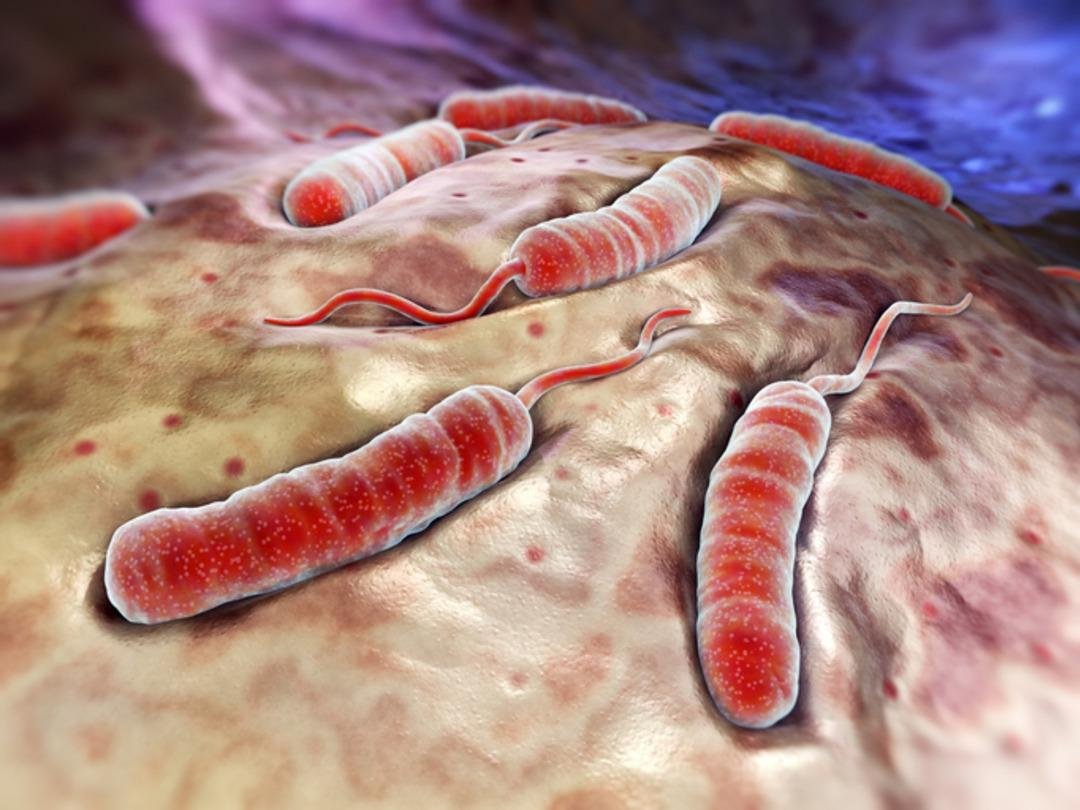 Sağlık Bakanlığı açıklama yaptı: Türkiye de vibrio kaynaklı hastalık var mı? Vibrio bakterisi nedir? 2