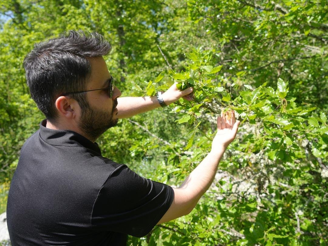 Dikkat! Rusya dan Kastamonu ya geldi! Ağustos ve Eylül ayında ortaya çıkıyor: Bu belirtilere dikkat! 4