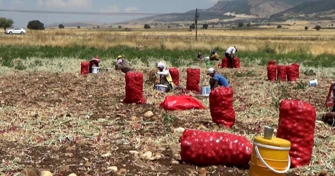 Kilosunu 3 liradan almak istediler çareyi böyle buldu! Sofraların vazgeçilmezi En büyük özelliği...  2