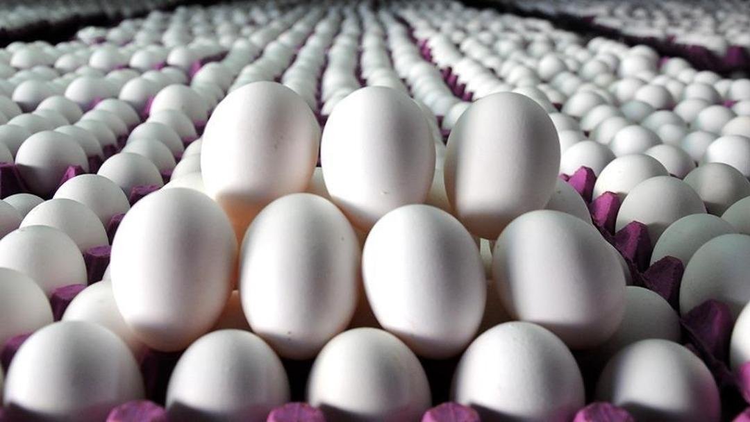 Salgın alarmı verildi: Yumurta 95 kişiyi zehirledi! O bölgede alarm verildi…  4