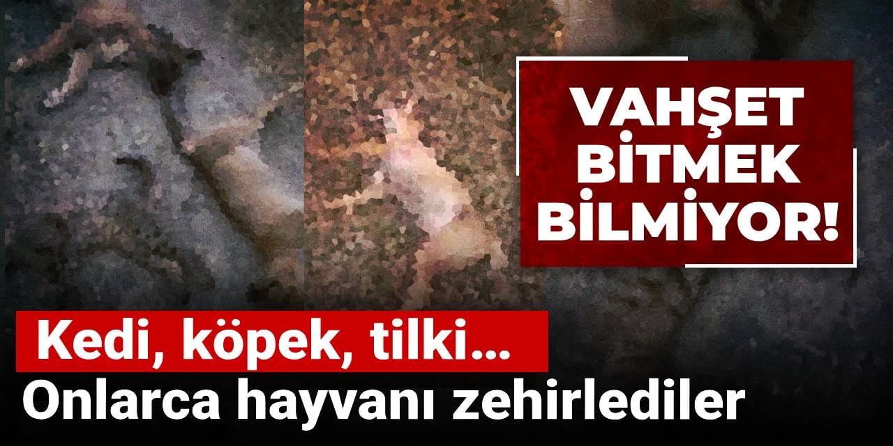 Vahşet bitmek bilmiyor! Kedi, köpek, tilki… Onlarca hayvanı zehirlediler