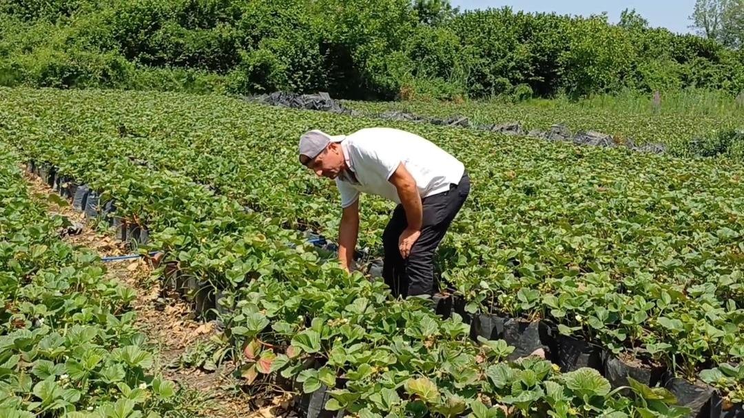 Uzmandan hasat dönemi uyarısı: 