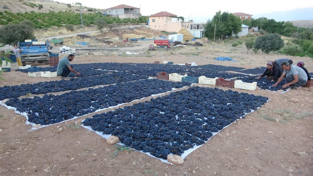 Bu işte sabır şart! 48 saat bekletiyorlar, kilosu 500 TL 3