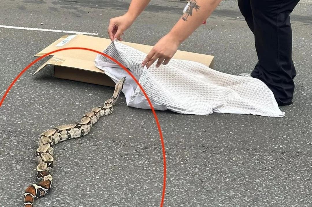 Veliler okul sokağında gördü! Beş metre uzunluğundaki yılan korkuttu 1