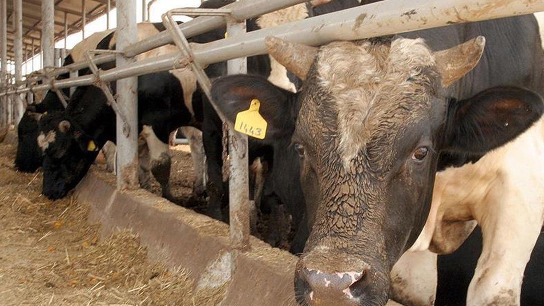 Türkiye de deli dana hastalığı paniği! Deli dana hastalığı nasıl bulaşır, deli dana hatalığı belirtileri nelerdir, deli dana hastalığı insana bulaşır mı? 3