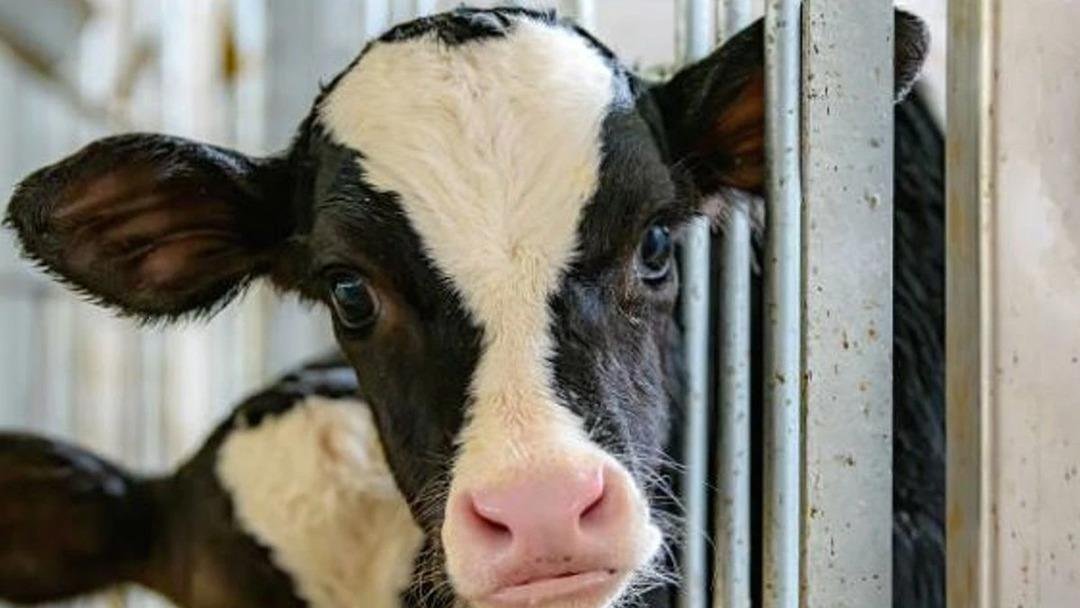 Türkiye de deli dana hastalığı paniği! Deli dana hastalığı nasıl bulaşır, deli dana hatalığı belirtileri nelerdir, deli dana hastalığı insana bulaşır mı? 2