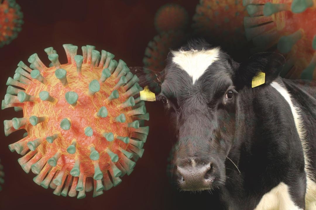 Ölümcül hastalık yıllar sonra Türkiye de! Korkunç belirtilere sahip deli dana vakaları panikletti: 