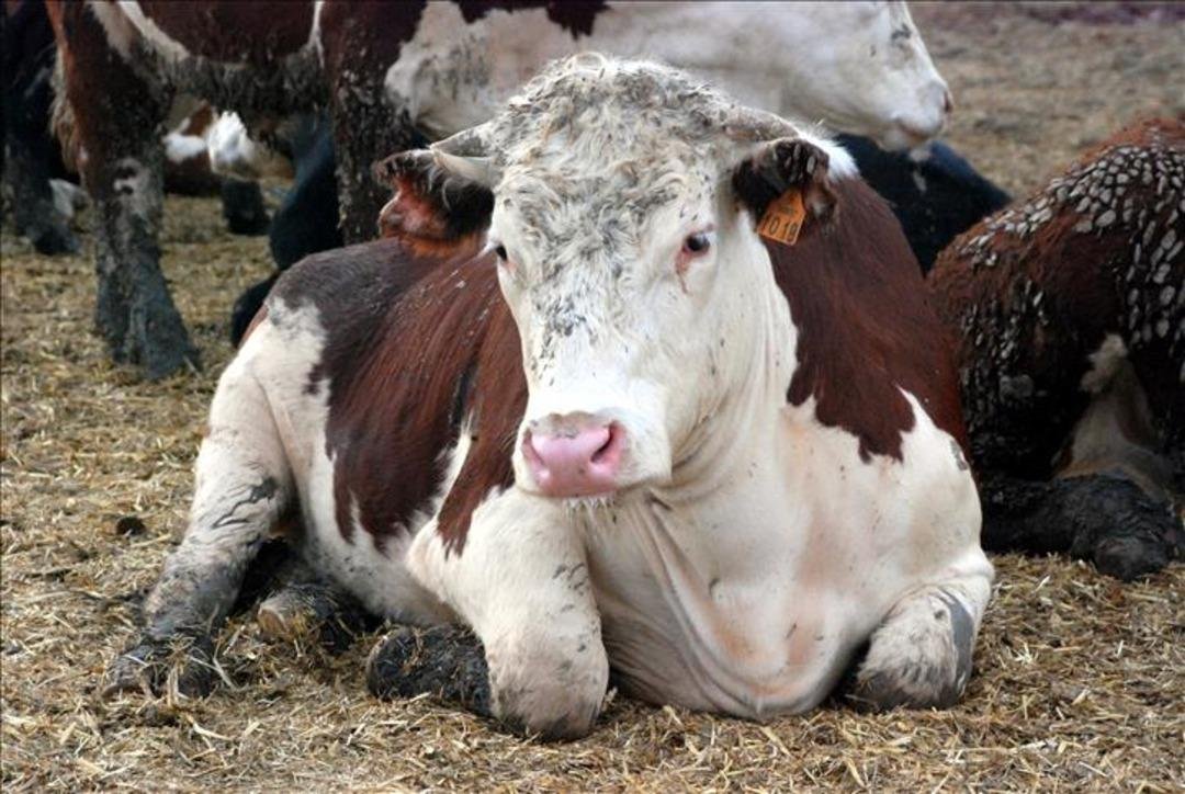 Ölümcül hastalık yıllar sonra Türkiye de! Korkunç belirtilere sahip deli dana vakaları panikletti: 