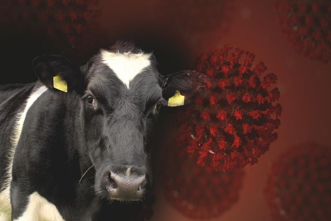 Ölümcül hastalık yıllar sonra Türkiye de! Korkunç belirtilere sahip deli dana vakaları panikletti: 