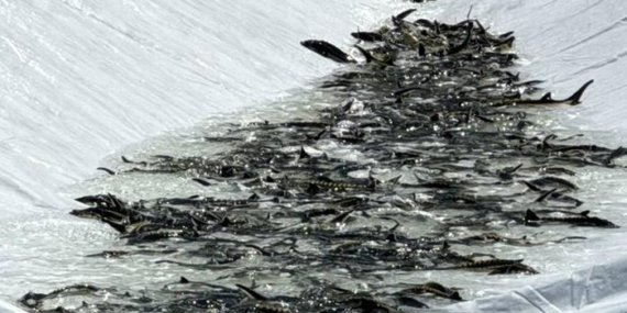 Mersin Balığı ile Rize Ekonomisine Yeni Hedef!