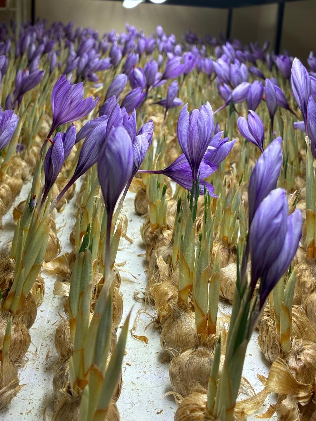 Mesleğinden vazgeçti, üretimine başladı! Gramı 700 liradan satılıyor: Çok faydası var 2