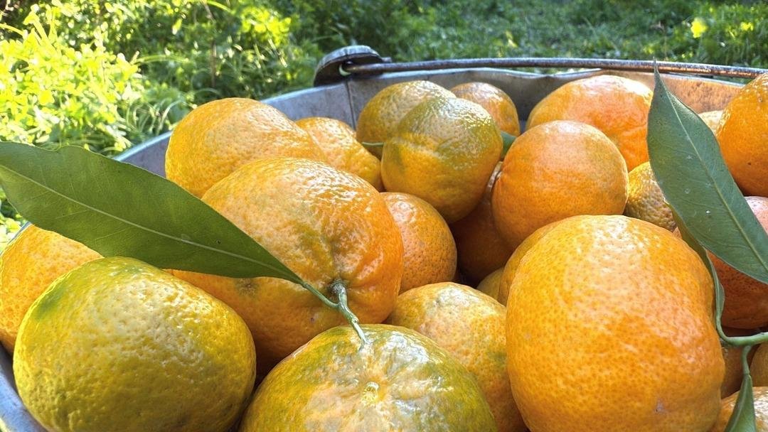 Bahçede 15 TL, manavda 100 TL: Yiyen bir daha bırakamıyor 9