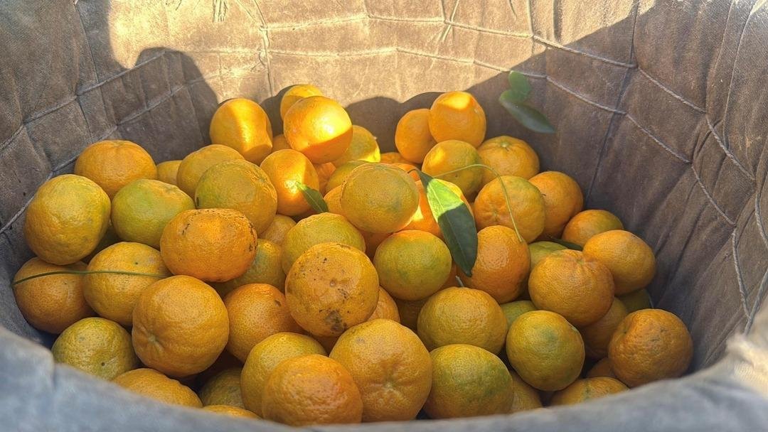 Bahçede 15 TL, manavda 100 TL: Yiyen bir daha bırakamıyor 7