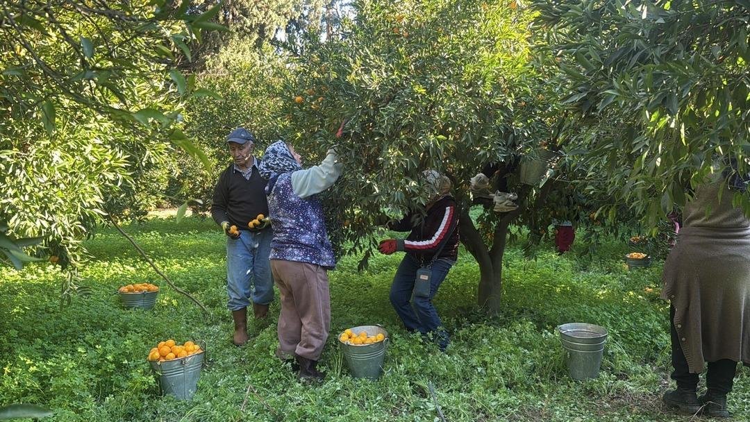 Bahçede 15 TL, manavda 100 TL: Yiyen bir daha bırakamıyor 4