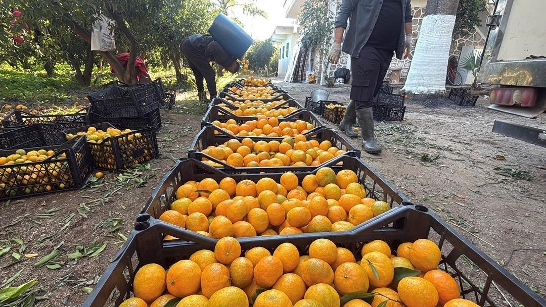 Bahçede 15 TL, manavda 100 TL: Yiyen bir daha bırakamıyor 8