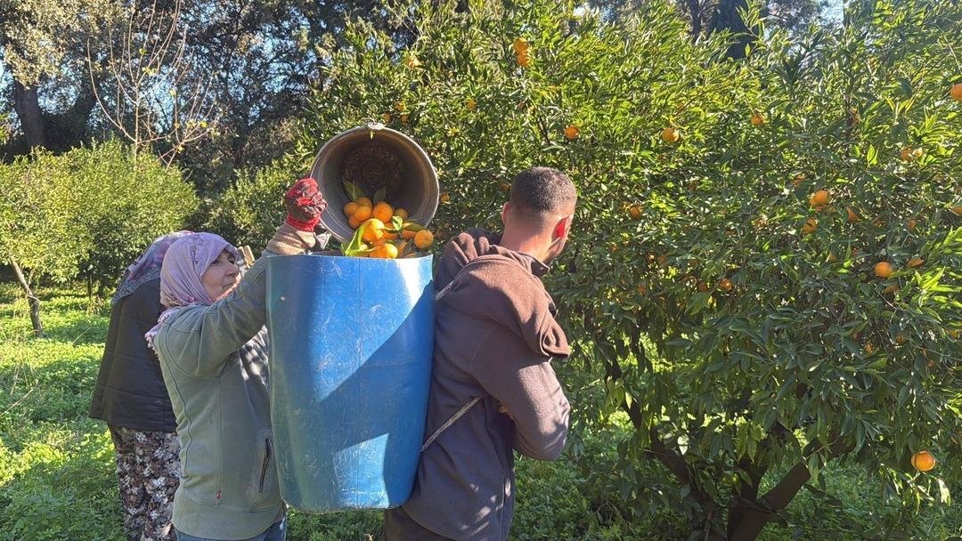 Bahçede 15 TL, manavda 100 TL: Yiyen bir daha bırakamıyor 6
